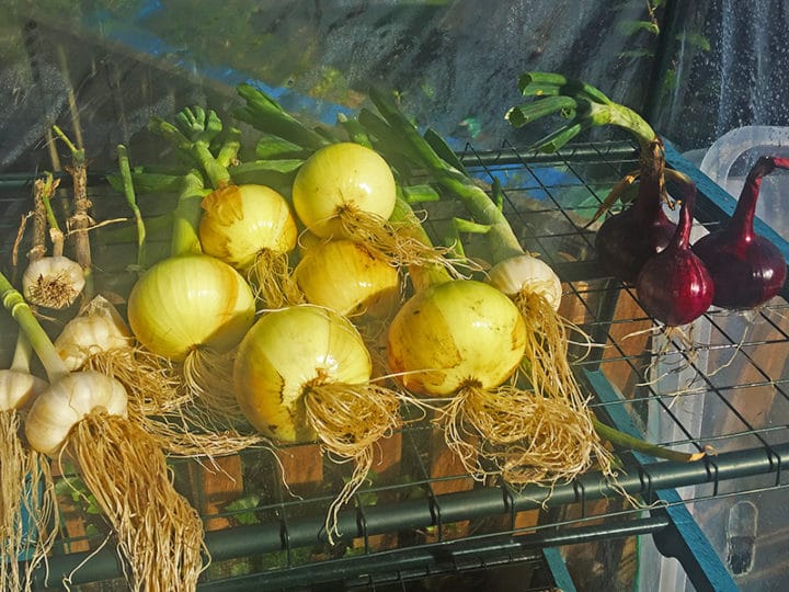Celery, Apple and Blue Cheese Soup ProperFoodie