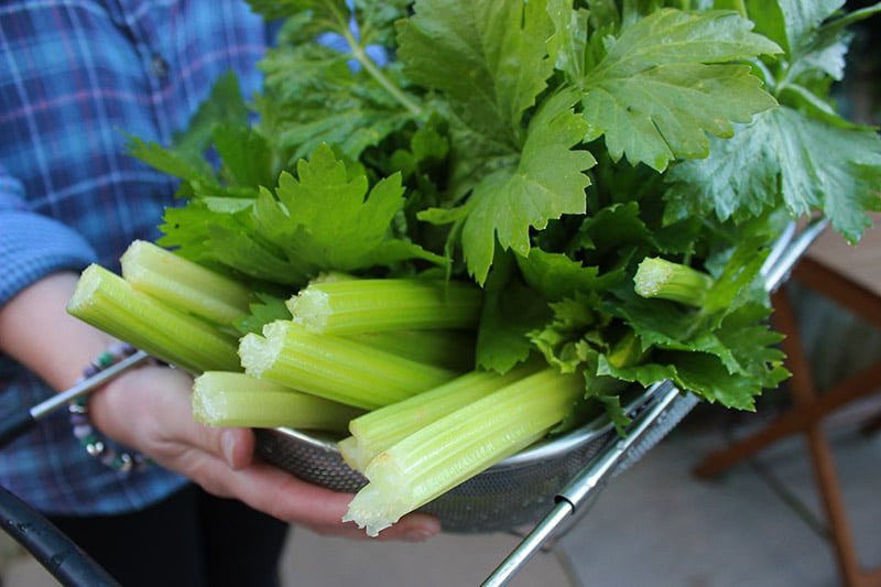 Celery leaves | ProperFoodie